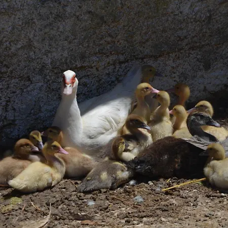 Boavista - Rural Perto Da Ericeira Santo Isidoro