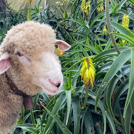 Boavista - Rural Perto Da Ericeira *